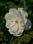 Rosa Asperin